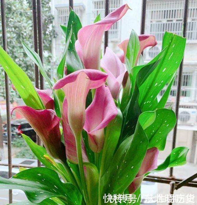 4种花堪称开花机器，365天都在开花，赏心悦目，你喜欢哪一种？