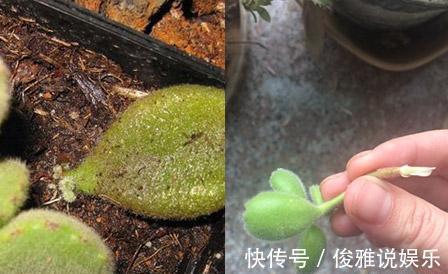 熊童子扦插很“另类”，取1枝变10盆，立马变成熊森林