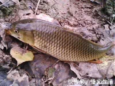 钓友们|分享一个钓鲤鱼的饵料配方，取材方便效果绝佳，爱钓鱼的你别错过