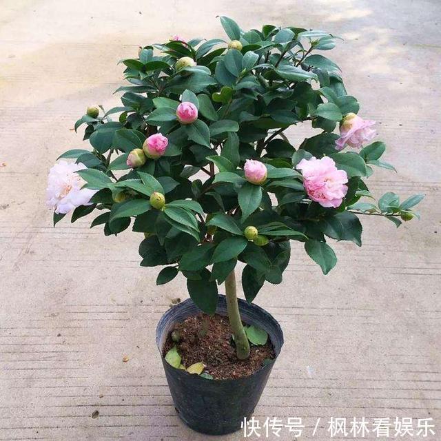 八月适合养茶花，这几招做得好，冬天省事开花也多