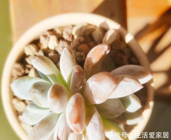 多肉易出问题,就是根没养好,2个养根诀窍,肉肉晶莹剔透