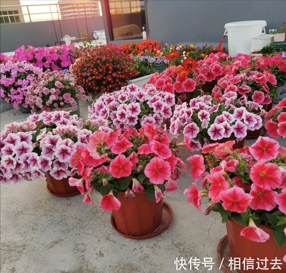 铁线莲|4种“漂亮花”,最好买小苗,2个月就开爆,比买大苗划算多啦