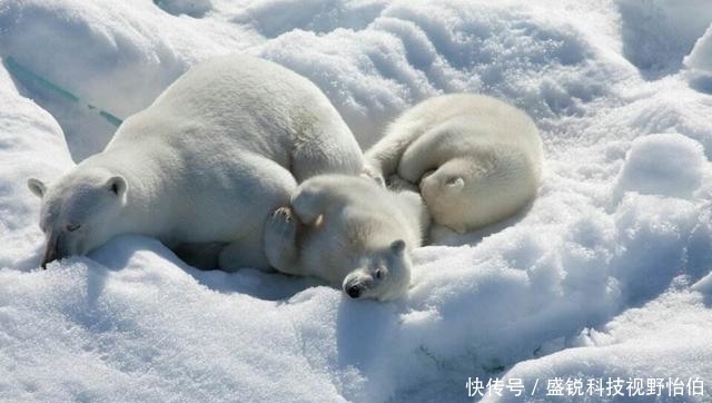 斯瓦尔巴群岛|100年前法国强塞给中国一块地，段祺瑞无奈接受，今成黄金宝库