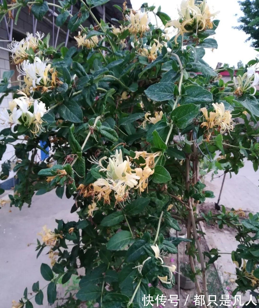 “寿命长”的10种花,寓意好,格调高,老人见了眉开眼笑!