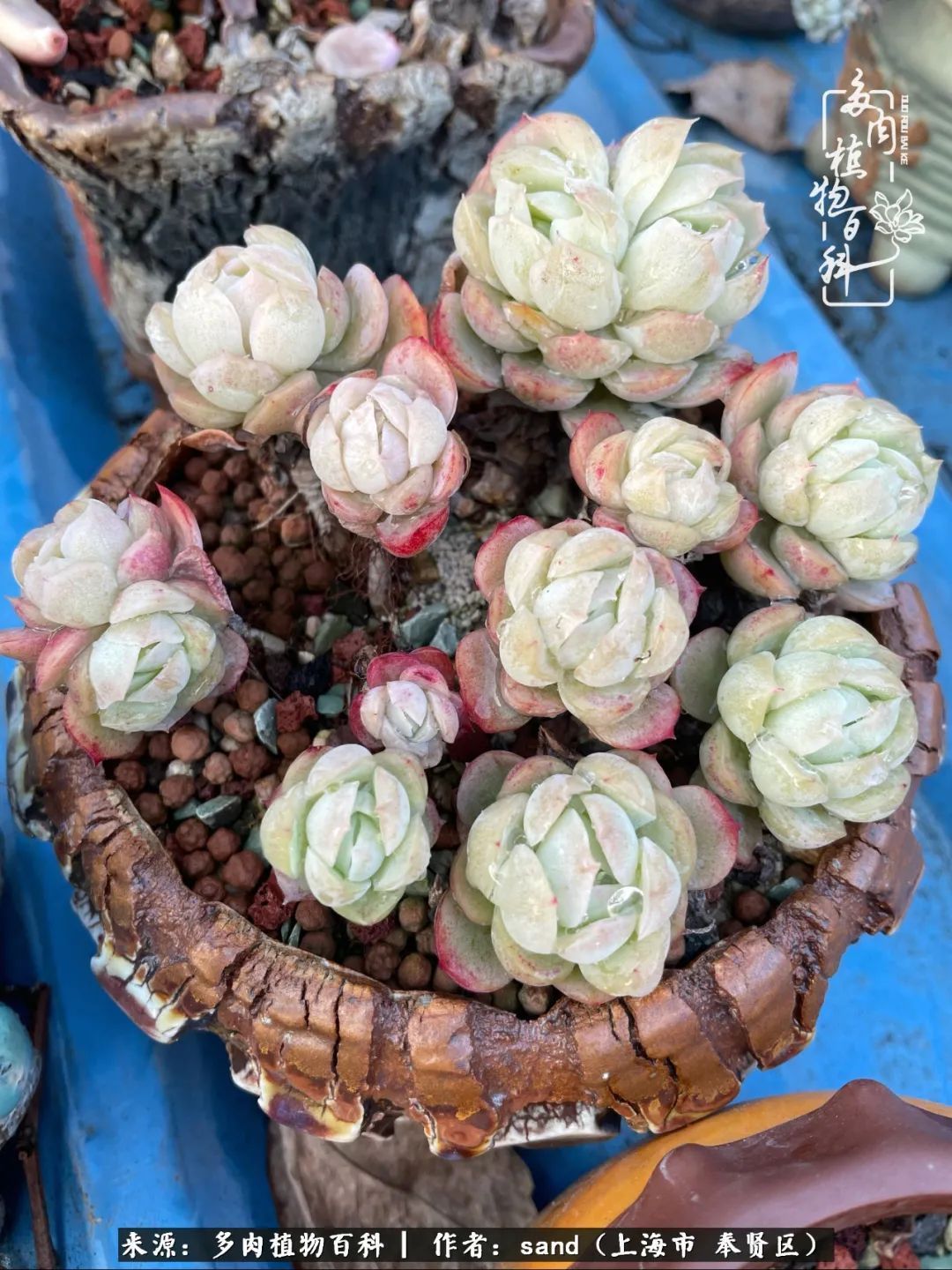 带着200多盆多肉，三个月搬两次家，是一种怎样的体验