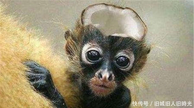 中国十大禁菜,一个比一个残忍,舌尖上的罪孽