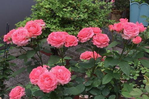 繁花|想要月季花开出“繁花”景象,这几件事要做好,5分钟学会!