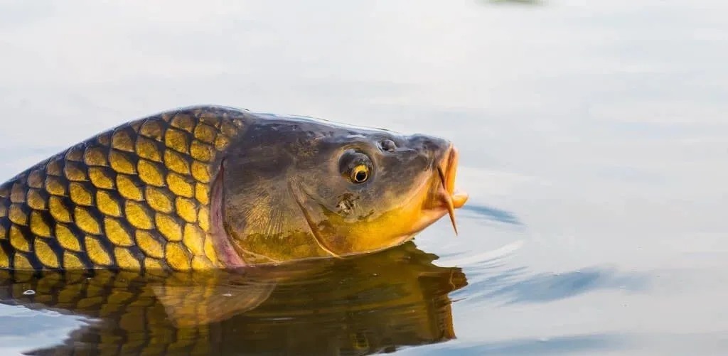 钓友无私分享秋季野钓看天气秘诀,让你渔获倍增!扬杆必中!