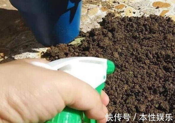 塑料袋|养花土,用一个塑料袋,轻松杀虫灭菌,花盆里一个虫子都没有