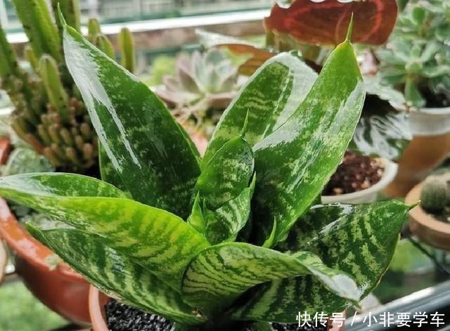 种花|3种花是“植物氧吧”，卧室养几盆，晚上造氧气，空气清新睡觉香！