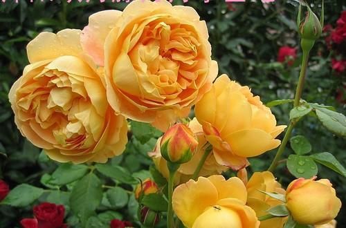  开花|5种勤花月季，开花一茬接一茬，花量大还抗病，值得拥有