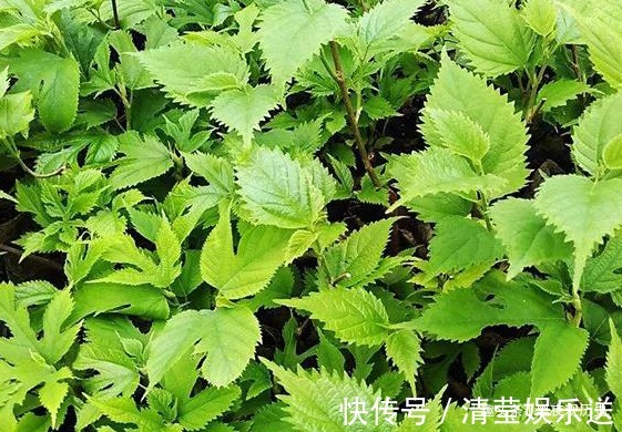 虚劳|农村常见的一种树,可以壮筋骨,助阳气,补虚劳,早知早受益