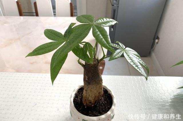 4种花就得种小花盆里,盆越大、越挤,花才能长得好!
