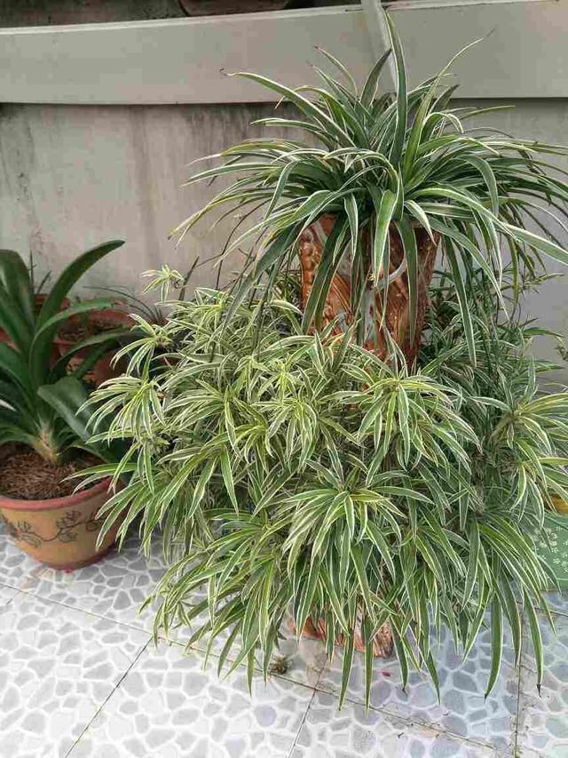 文竹掐个枝,找个瓶子插水里,三天就冒小笋芽