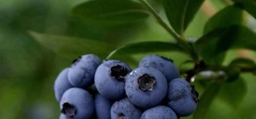 食物|会吃的人最健康，3种食物离不开，补充营养，提高免疫力