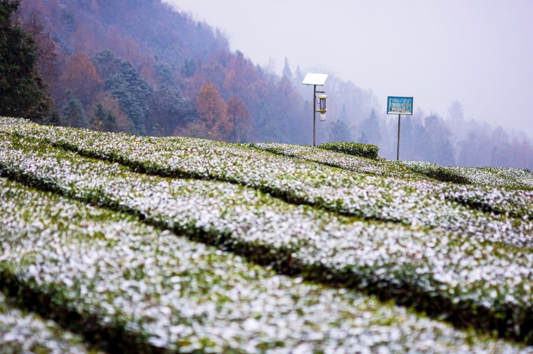 蓝色预警|雪，一片一片一片一片……