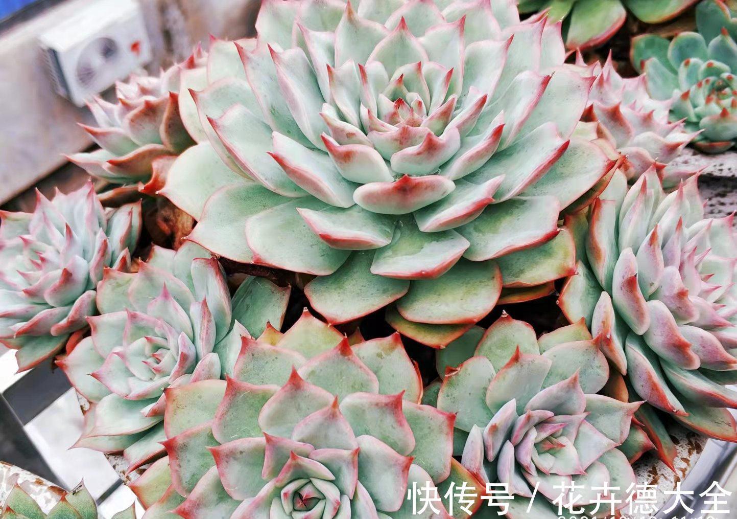 在找有颜值又好养，还容易养成捧花状的多肉？那就是粉色提示了！