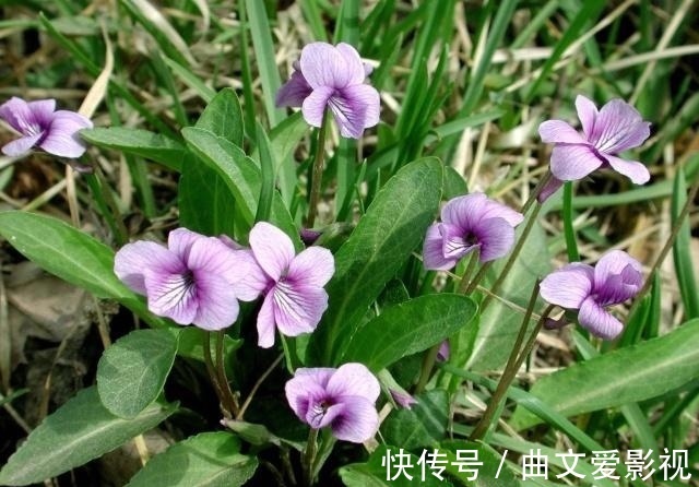 神王|农村一种野草叫“紫花地丁”,过去当喂猪草,殊不知是名贵中草药