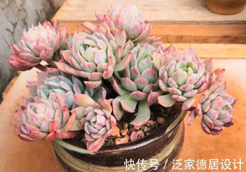 多肉植物|9月养盆多肉紫罗兰女王,容易群生颜色美,淋雨后仙气十足