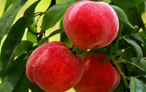 含有|女人要变美,建议吃的食物,净化血液,增加血管弹性,肌肤更细腻