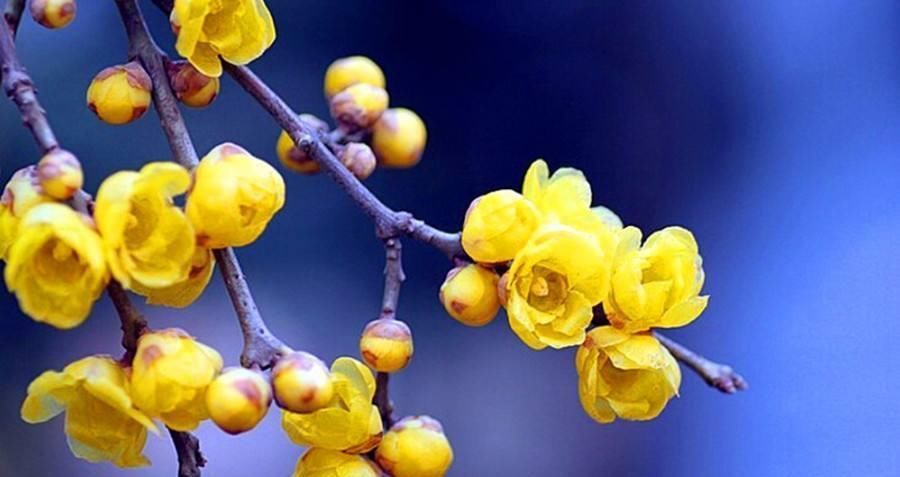 花开|汪曾祺的幸福生活和我门外的花儿坐一会儿