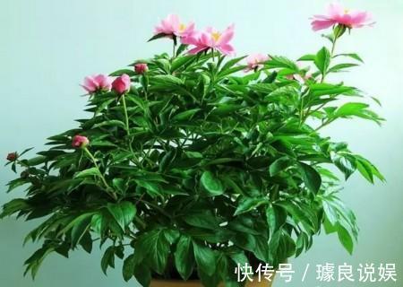 养芍药的季节到了，在家就能种好，开花一年比一年多！