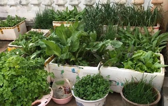 养花神器泡沫箱这般制成自动浇水箱、堆肥箱,省劲、实用!