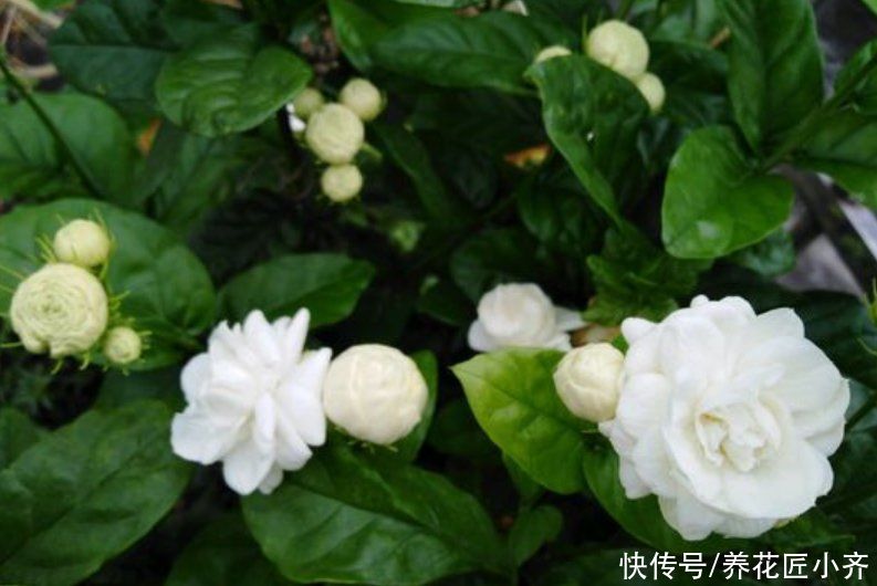 传输|茉莉花不开花的原因，不单单是缺肥，还有另外两点很关键