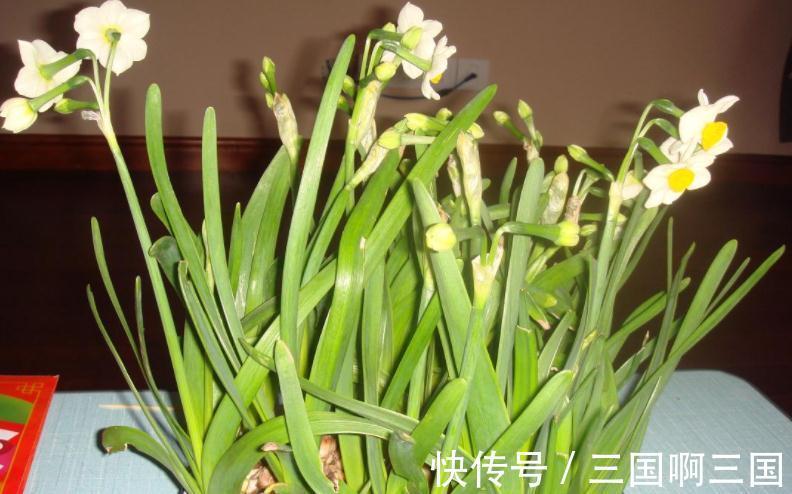 冬天冷,养花怕没精神,不如就盆栽这3样,抗冻又长得好