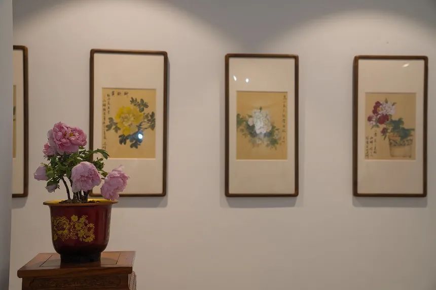 国色天香@唯有牡丹真国色,花开时节迎新春