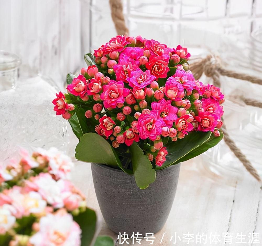 龙骨|9种花好养又吉祥,却是“穷苦命”,小盆少水多晒晒,反而长得旺