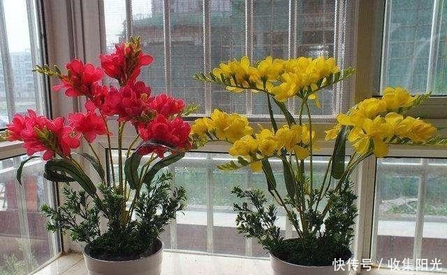 比兰花香,比绿萝还好养,养一盆花,香气飘满家,能开一辈子!