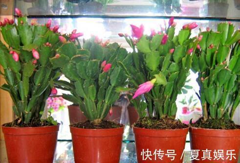 纸箱你扔了现在留着吧，想要长寿、蟹爪兰多开花需用它，方便！