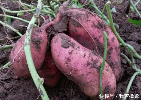 食物|无论男女,40岁后想要长寿,常吃以下5种食物,可健健康康每一天