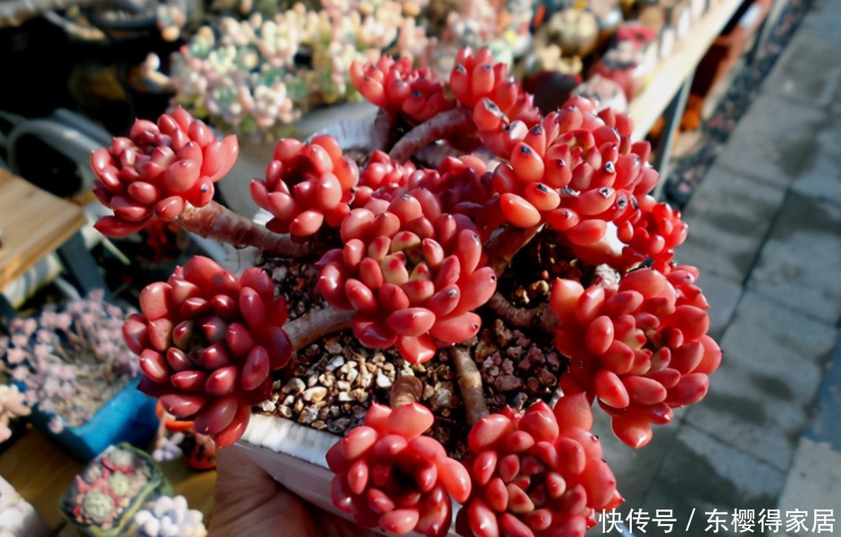 多肉老桩根系长满不想换盆?教你一招“断根法”,两个月长满新根