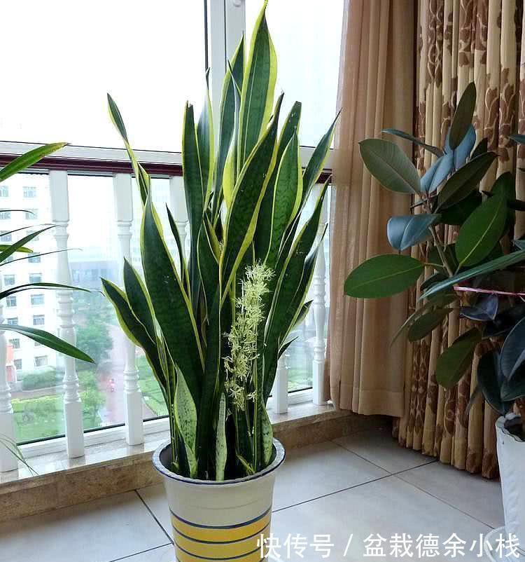 公认好养的“健康花”，建议至少养一盆，个个都是“净化小能手”