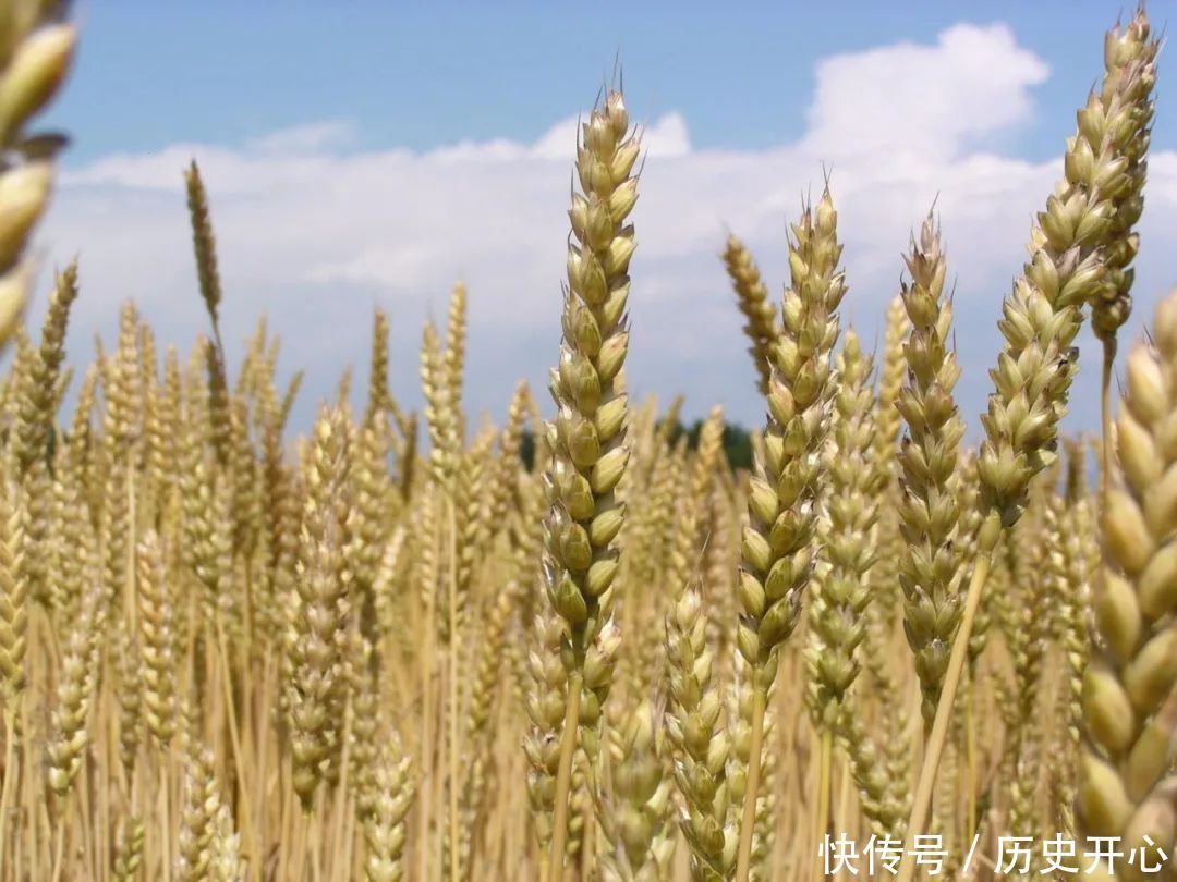 味药|流传2000年的止汗特效方1味药煮水,养心除烦、自汗盗汗都能治