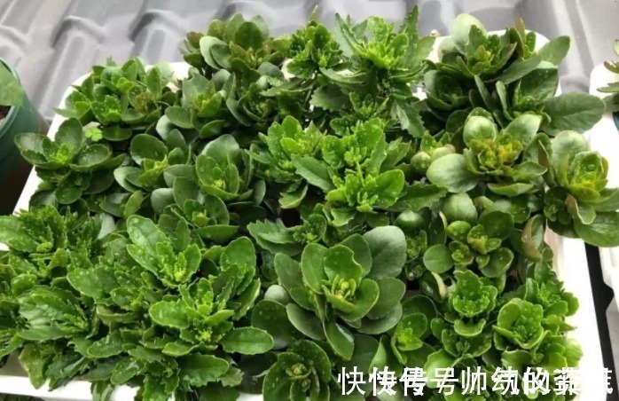扦插|又到长寿花扦插季节,做好“2选3足”,15天长满白根!