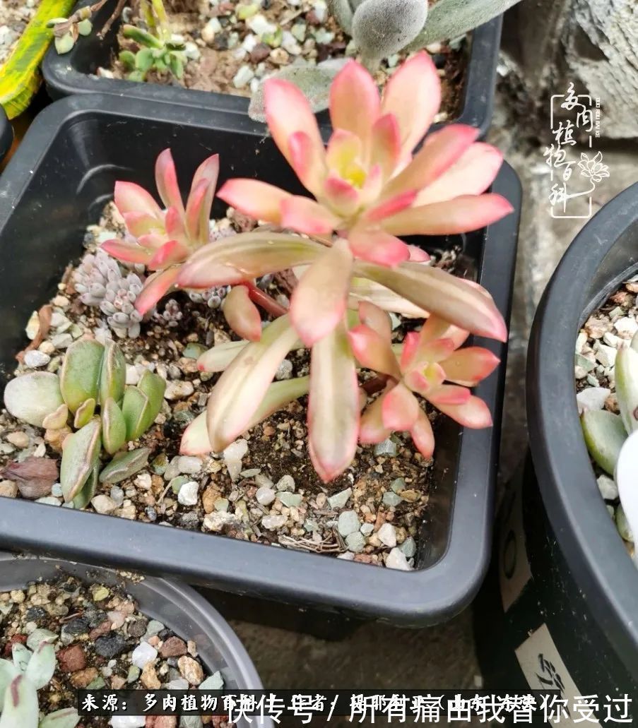 人如多肉,经阳光雨露历练后,亦会越挫越勇!