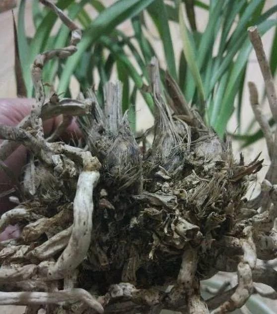 土壤板结|浇水有3个坏习惯,赶紧改,不然土壤板结像石块,花儿总烂根!