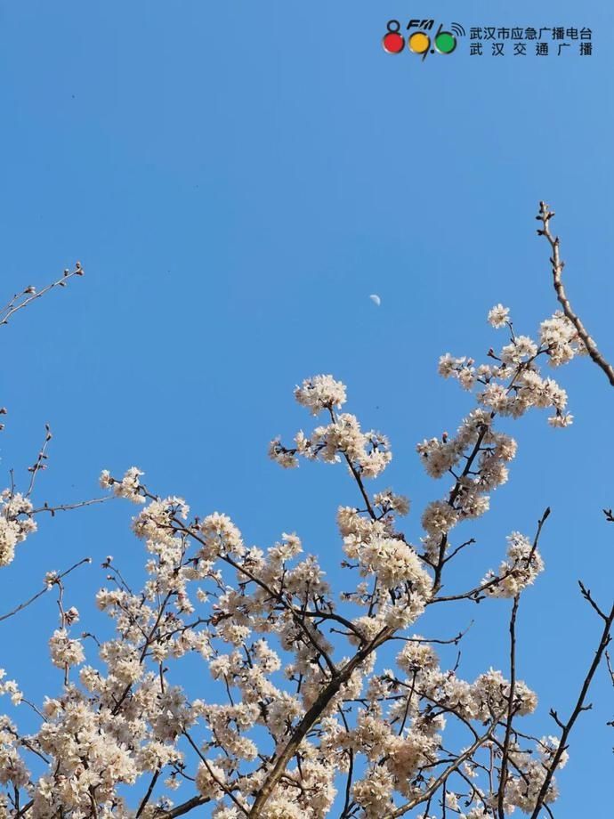 樱花、梅花、玉兰……武汉春意盎然，江滩风光醉人