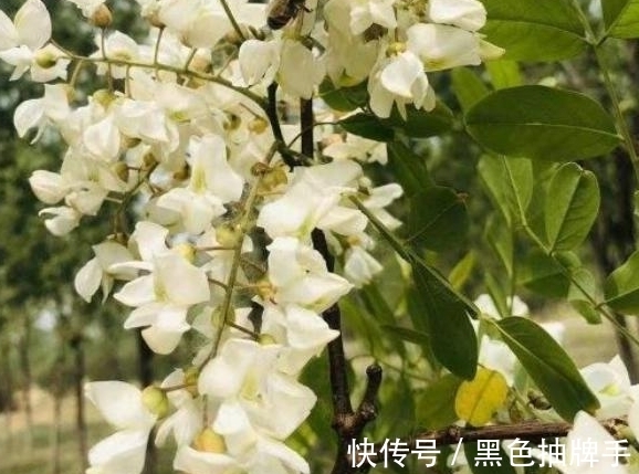 农历八月十一白露后，养什么花？以下3种花，健康如意福乐绵绵