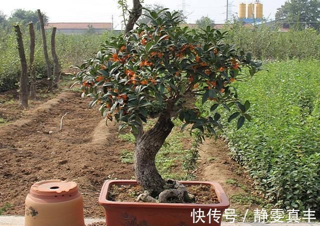 5种“耐寒花”，趁着秋天种一盆，爆花3个月，冬天不寂寞