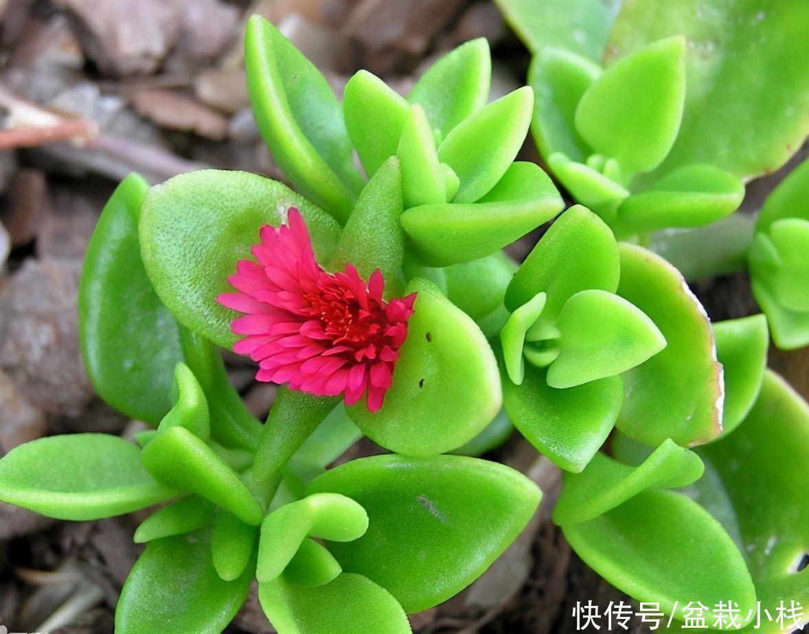 四种“吊兰花”，养在室内都好看，喜欢花的人了解下