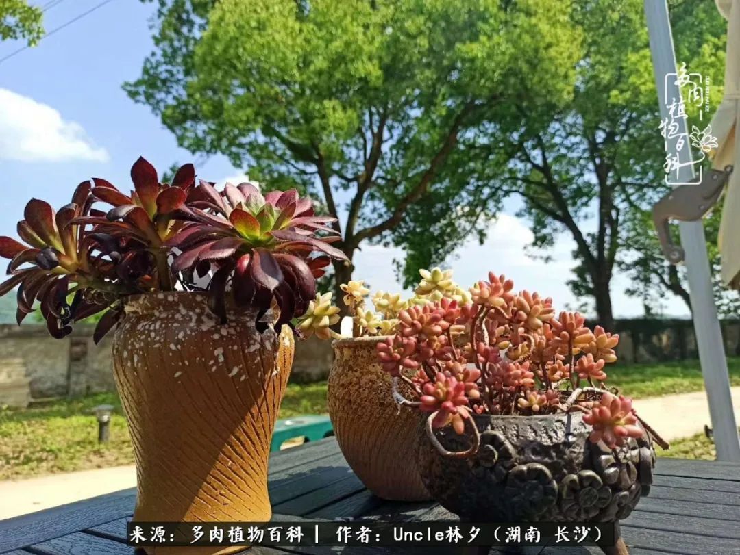 多肉植物|多肉庭院慢生活种一片多肉,喝一杯果酒,泡一壶清茶!