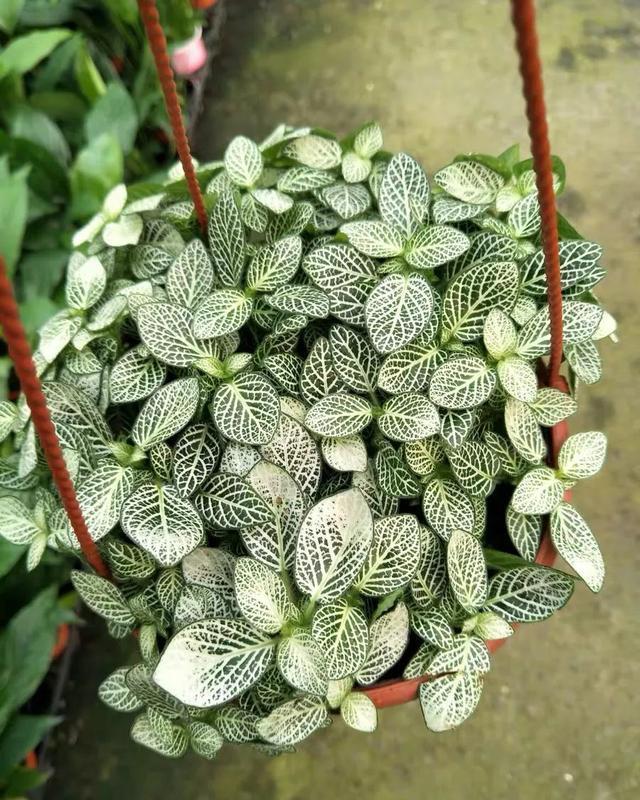 清新|办公桌养几盆网纹草,叶子比花还好看,清新又养眼