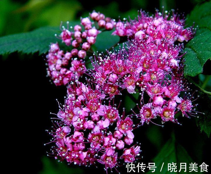 家里光线差,适合养这三种植物,养护简单,3个月就爆盆