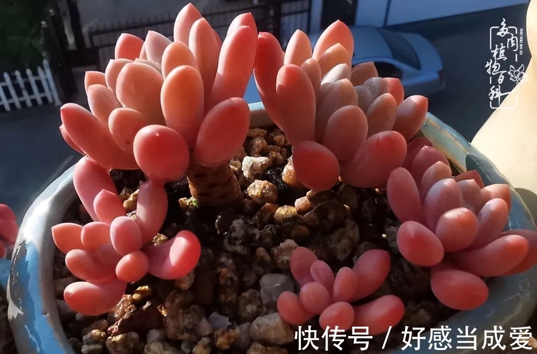 治愈之“肉”:愿所有的养肉人都被这些“胖子们”治愈