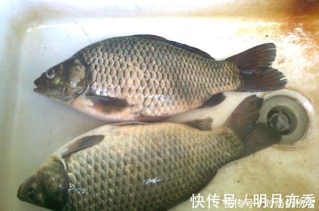 钓鱼|鲫鲤通杀鱼饵配方公开，钓鱼用它旁边钓位鱼都不开口