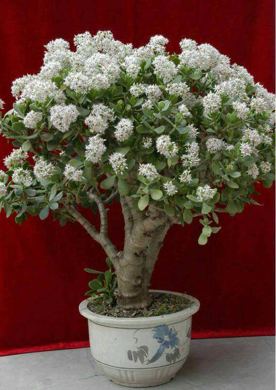 不怕热的“盆景树”,养2年变成粗壮老桩,好养好看又值钱!